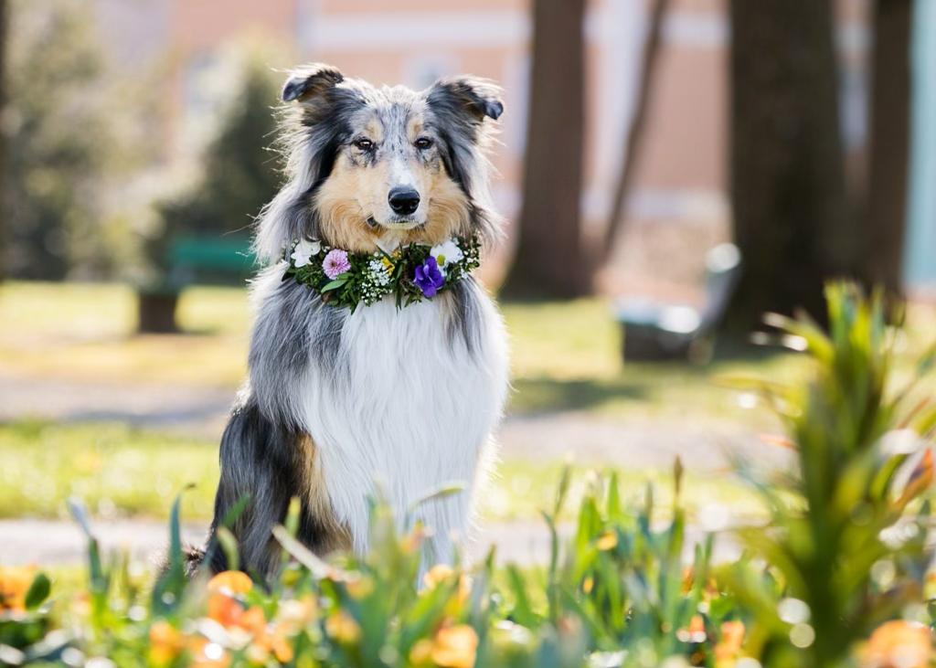 Blue Merle Collie mit Blumen-Halskette