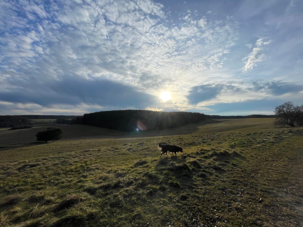 IMG 4966 Hundeschule Fellnase