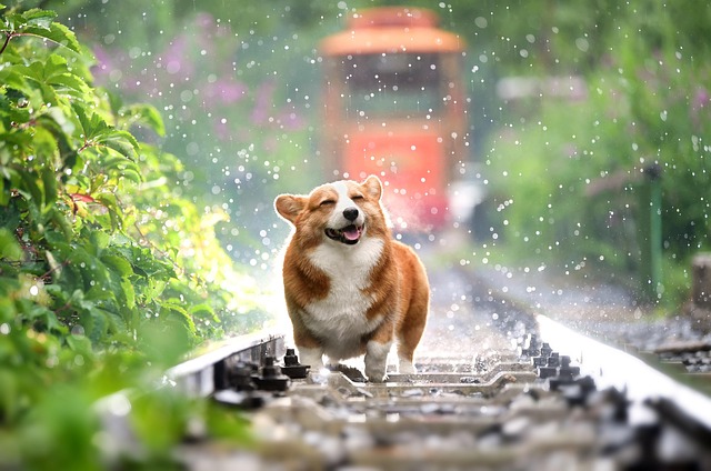 froehlicher corgi auf bahngleisen Hundeschule Fellnase