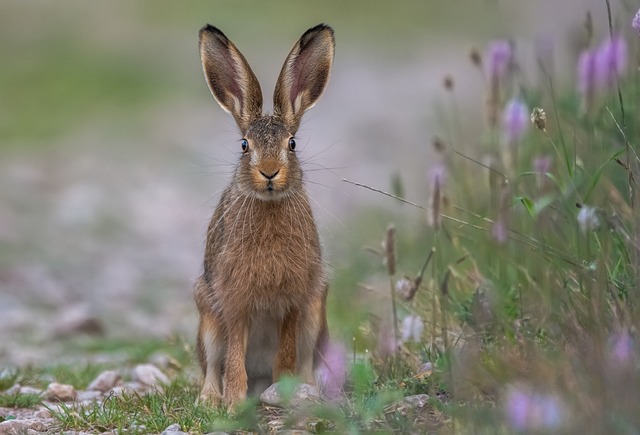 Hase auf Wiese Hundeschule Fellnase