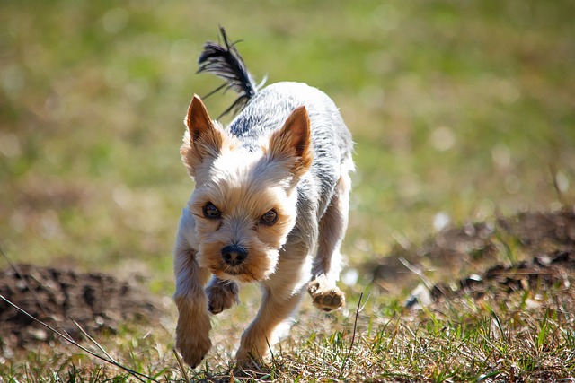 Yorkshire Terrier auf Wiese Hundeschule Fellnase