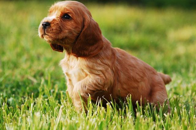 Cocker Spaniel Welpe Hundeschule Fellnase