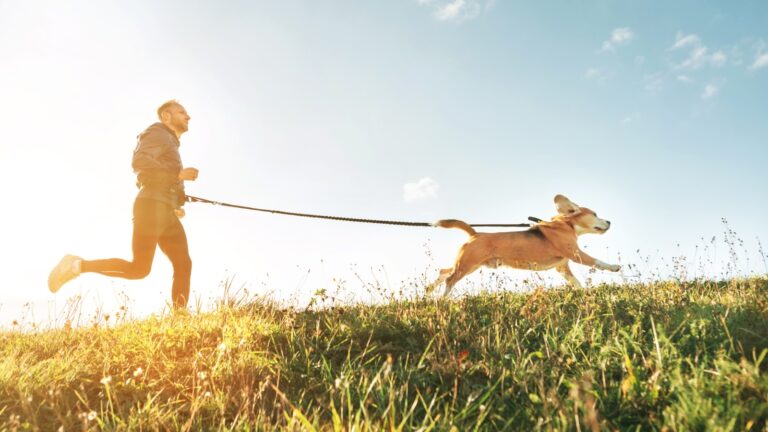 Das Beitragsbild zu "Hundesport - Die beliebtesten Sportarten mit Hund im Überblick" zeigt einen joggenden Mann, der die Leine seines Hundes um die hüfte gebunden hat. Der Hund läuft an gespannter Leine freudig vorne weg.