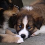 Das Bild zeigt zwei Welpen die zusammen auf dem Boden liegen.