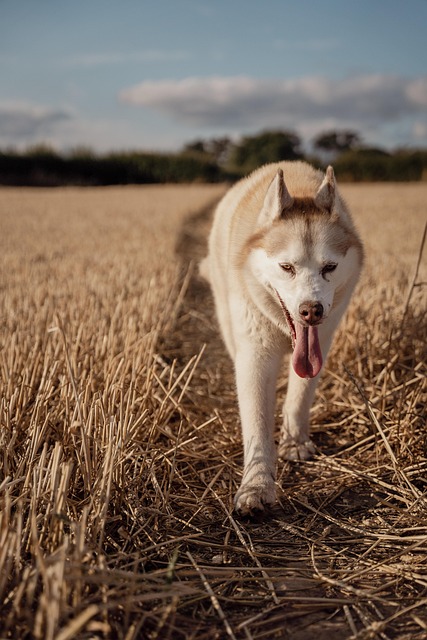 Das Beitragsbild zu "Hund und Hitze" zeigt einen Husky, der über ein Stoppelfeld läuft.